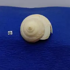 2025年最新】オキナエビスの人気アイテム - メルカリ