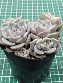 さくらもち　鉢内全て　抜き苗　つぶつぶ屋さん　多肉植物のサムネイル