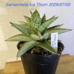 サンスベリア Sansevieria Su-kreep B - メルカリ