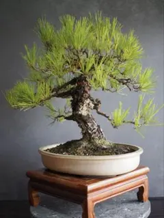赤松 懸崖 根上り 10cm - メルカリ