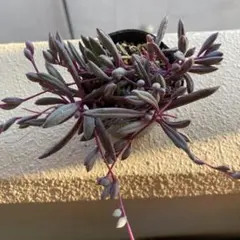 多肉植物 ルビーネックレス カット苗 梱包込み約75g - メルカリ