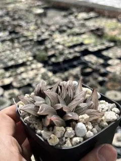 miko⭐︎様 リクエスト 2点 まとめ商品