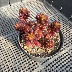 多肉植物❤️レッドベリー ポット発送❤️匠園芸さん 2 綴化 - メルカリ