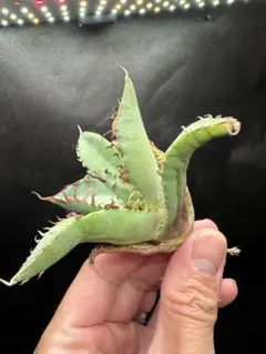 【アガベ_コクゲイ】黒鯨 ブツブツタイプ_2のサムネイル
