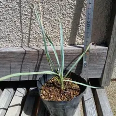 ユッカロストラータ 観葉植物 ドライガーデン 抜き苗発送 - メルカリ