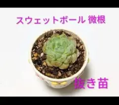 スウェットボール ① ミニ苗1個 微根 抜き苗 多肉植物