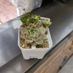 多肉植物 ハオルチア 氷の恋人 美株 新品種 糊斑 - メルカリ
