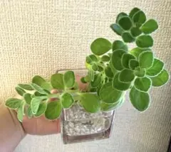 魅惑の香り❣アロマティカス 2本 水耕栽培