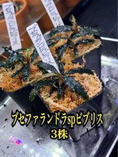 ◇特◇ブセファランドラSP.よりどり3セット（良株） #ブセさかな屋