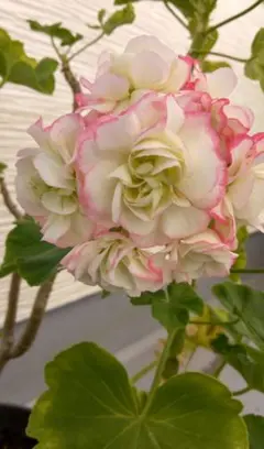 ゼラニウム　エンゼルブーケのサムネイル