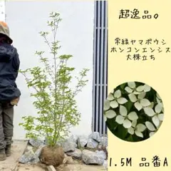 2026年最新】常緑ヤマボウシ（ホンコンエンシス）の人気アイテム