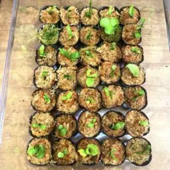 P.willinckii OMG 胞子培養株 たくさん(80〜100株ほど) - メルカリ
