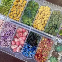 2026年最新】ソリダスター ドライフラワーの人気アイテム - メルカリ