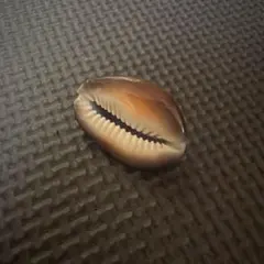 タカラガイ 置物