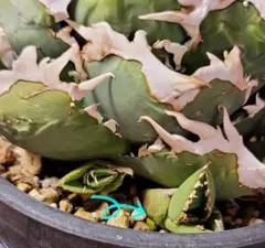 2025年最新】Cok アガベの人気アイテム - メルカリ