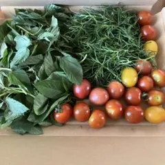 無農薬家庭菜園 新鮮野菜 モロヘイヤ おかひじき ミニトマトのサムネイル