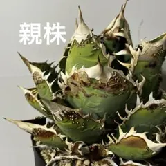 アガベ オテロイ オアハカ鋸歯強め株（アザミ跡あり） 発根済み C-03
