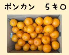 ポンカン　愛媛　農家直送　５キロ　送料無料