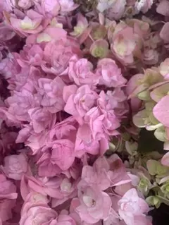アジサイ 来季用 塩原花園 ロージー と久遠(くおん)2鉢セット アジサイ 来季用 塩原花園 ロージー と久遠(くおん)2鉢セット - メルカリ