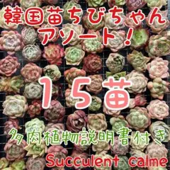 韓国苗 １５苗ちびちゃん詰め合わせ！多肉植物 MIX苗 交配苗など
