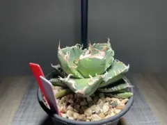 2025年最新】グレートホワイトシャーク アガベの人気アイテム - メルカリ