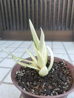 アガベ　ジョーホーク　子株　在庫無し アガベ ジョーホーク 子株 在庫無し アガベ ジョーホーク 子株