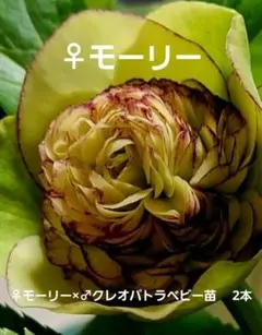 クリスマスローズ♀モーリー×♂クレオパトラ　ベビー苗　2苗のサムネイル