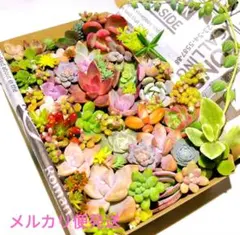 多肉植物 エケベリア セダム カット苗 詰め合わせ 多肉弁当