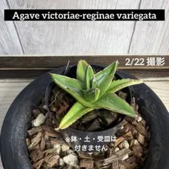 2026年最新】アガベ 笹の雪の人気アイテム - メルカリ