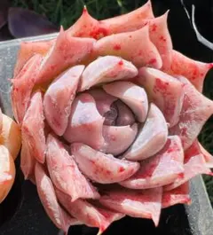 Moriho127様 ご専用　值引70円　リクエスト 2点 まとめ商品