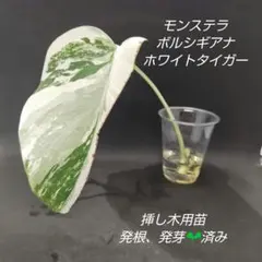 2026年最新】斑入りモンステラ ホワイトタイガーの人気アイテム - メルカリ