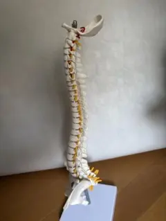 somso社製の脊柱模型 Z44 somso社製の脊柱模型 Z44 2025年最新】脊柱模型の人気アイテム - メルカリ