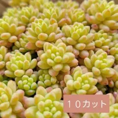 2025年最新】花団錦の人気アイテム - メルカリ