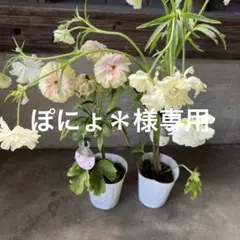 ぽにょ＊様専用