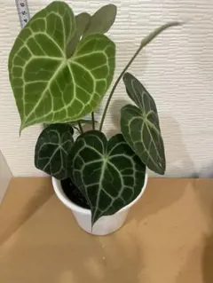 希少　アンスリウム　クラリネルビウム　斑入り　美株　激レア　鉢ごとメルカリ便① 希少 アンスリウム クラリネルビウム 斑入り 美株 激レア 鉢ごと