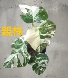 希少モンステラデリシオーサホワイトモンスター斑入りミント 観葉植物