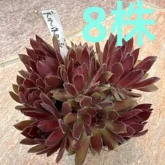 多肉植物 テクトラムレッドパープル センペルビウム - メルカリ