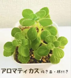 アロマティカス 根付き抜き苗3本＋ミニ苗2本おまけ③