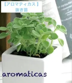 アロマティカス 根付き　抜き苗