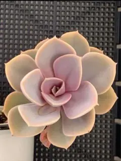❣️多肉植物❣️パールフォンニュルンベルク❣️抜き苗❣️のサムネイル