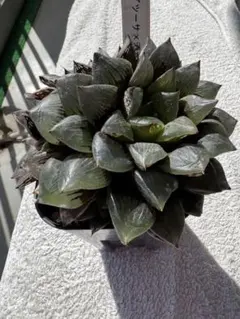 salmon様 リクエスト 2点 まとめ商品