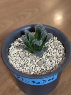 ア*ア様 ハオルチアタランチュラ【06】希少種