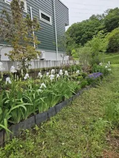 ジャーマンアイリス　白花　茎根10球根のサムネイル