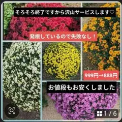 菊苗P260430のサムネイル