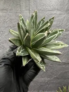 2026年最新】アガベの人気アイテム - メルカリ