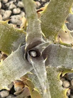 2026年最新】dyckia ディッキアの人気アイテム - メルカリ