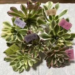 アエオニウム 多肉植物セット