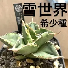 笹之雪×妖炎 ハイブリッド 福園藝産 土田制所産 - メルカリ