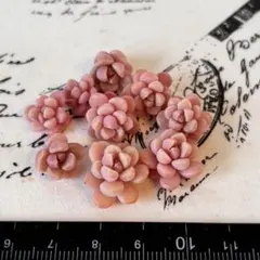 s*0様 桜のしずく　9カット　多肉植物　カット苗　めでるさん　ヒナタ多肉園