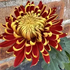 woops様 リクエスト 2点 まとめ商品